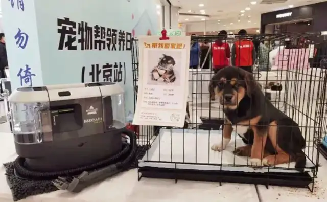 How often do you wash your dog? My dog is driving me crazy;