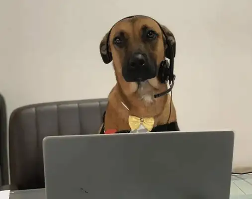 A STRAY DOG RAN INTO THE 4S, LEFT BEHIND AS A SECURITY GUARD AND BECAME A GOLD SALESMAN SIX MONTHS LATER