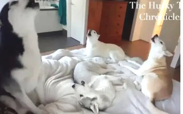 The little master is tired of sleeping, and his family can't help but let the dog scream