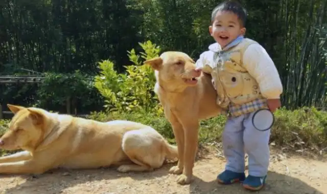 The country master adopted a field dog who never ate dog food and was fat as a pig