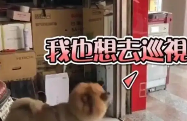 The master goes out without a dog. The dog crashes and screams crazy