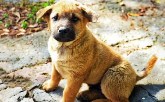The country master adopted a field dog who never ate dog food and was fat as a pig