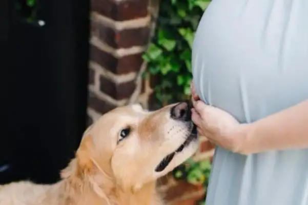 Because of pregnancy, my mother-in-law sent a dog. You really can't have a dog for this