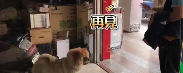 The master goes out without a dog. The dog crashes and screams crazy
