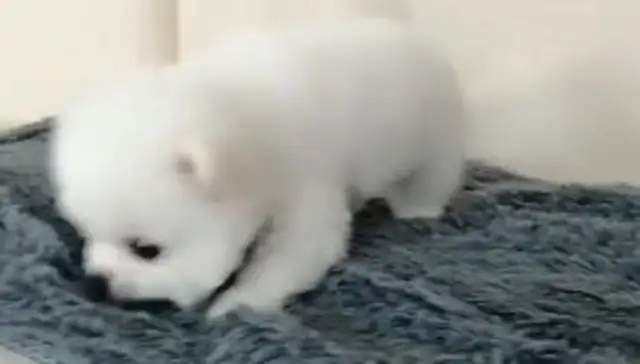 Dogs are thick for themselves. I can't believe they're doing that