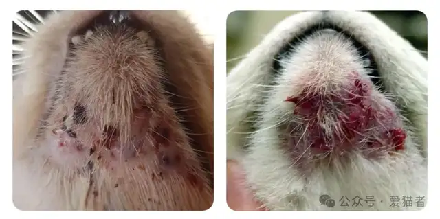 Cats have a lot of skin