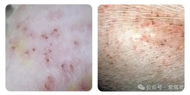 Cats have a lot of skin