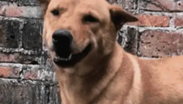 The dog's smile was so kind when he picked up the dog after a while