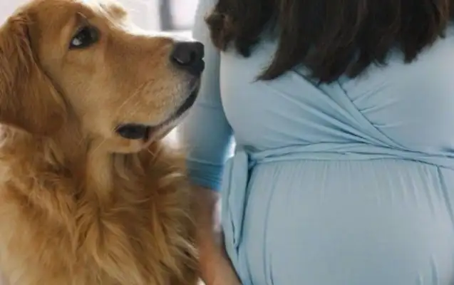 Because of pregnancy, my mother-in-law sent a dog. You really can't have a dog for this