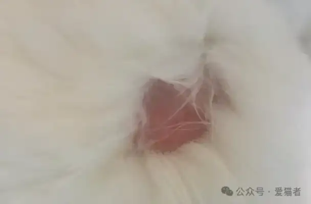 Cats have a lot of skin