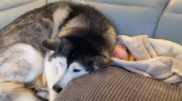 The master told the 2-ha baby to go to sleep, and it warmed her up