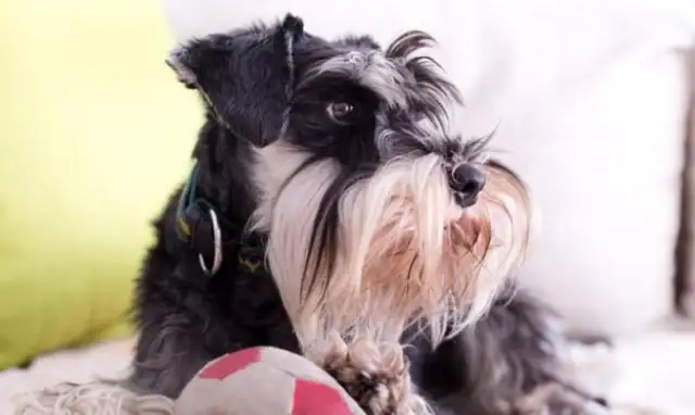 The country master adopted a field dog who never ate dog food and was fat as a pig