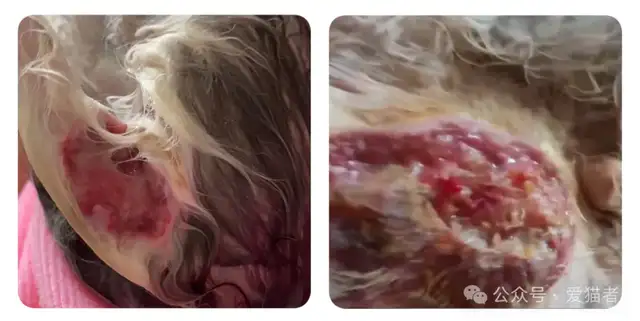 Cats have a lot of skin