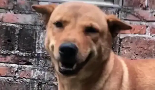 The dog's smile was so kind when he picked up the dog after a while