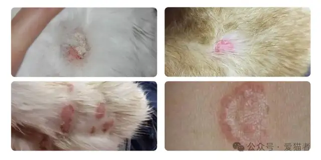 Cats have a lot of skin