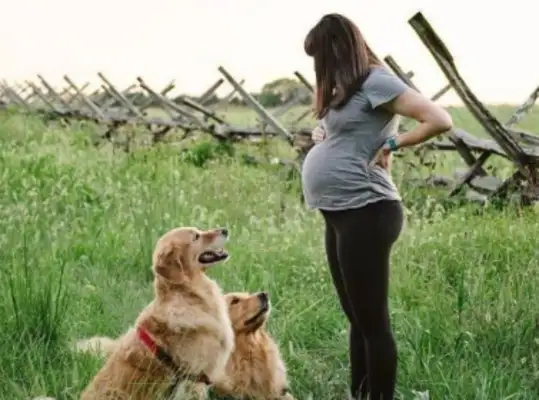 Because of pregnancy, my mother-in-law sent a dog. You really can't have a dog for this