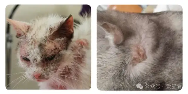 Cats have a lot of skin