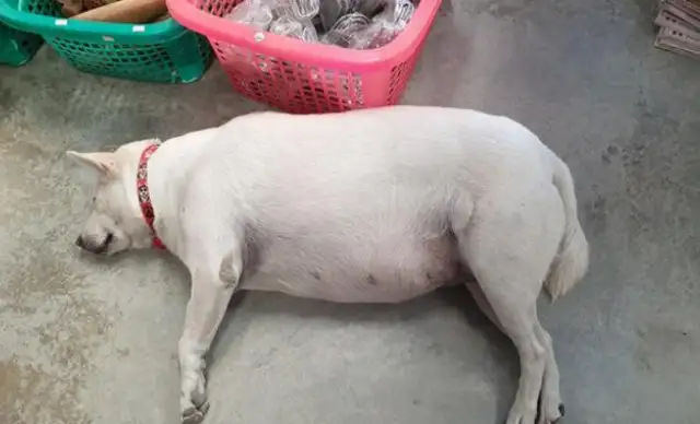 The country master adopted a field dog who never ate dog food and was fat as a pig