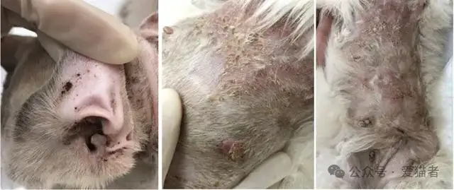 Cats have a lot of skin