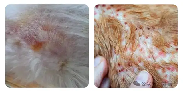 Cats have a lot of skin