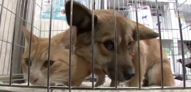 Quick spread! Chongqing is about to enact new regulations: No abuse, no abandonment of cats and dogs