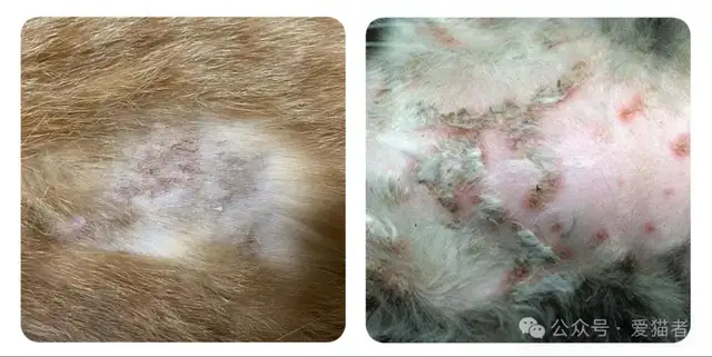Cats have a lot of skin
