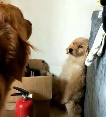 I didn't expect this dog to be the king at my friend's house