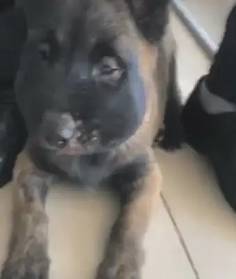 The boy went out with the dog, and there was an accident five minutes later