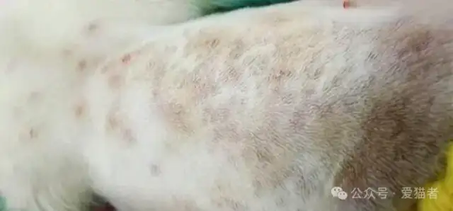 Cats have a lot of skin