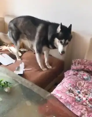 Hoshiki's friend is invited to a dog-cooked pot