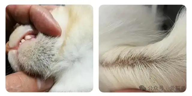 Cats have a lot of skin