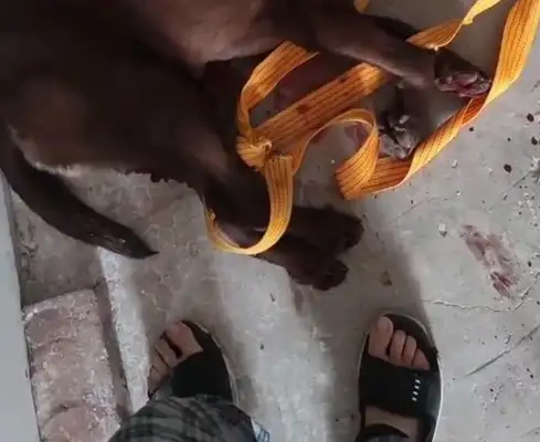 Psychic distortion! The man, the pet-killing dog, is showing off video: suspected of hiding crossbows