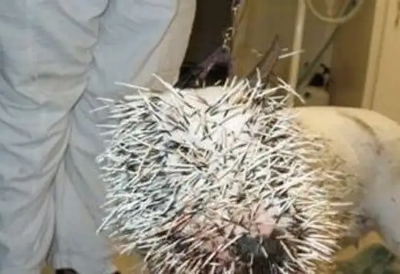 It's a pig I can't even mess with. It's a prick that can stick a dog in!