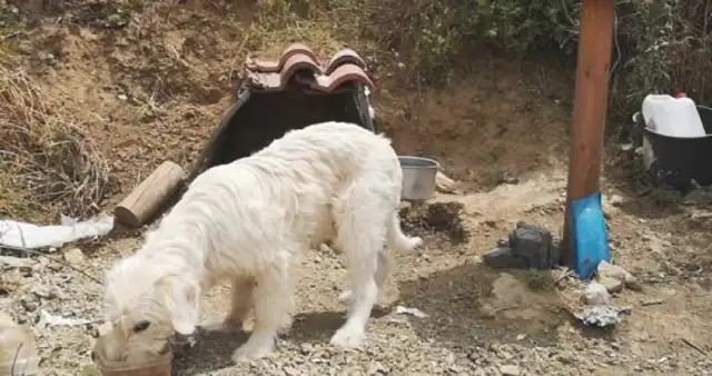 The dog's in trouble in 18th month. We can't make it