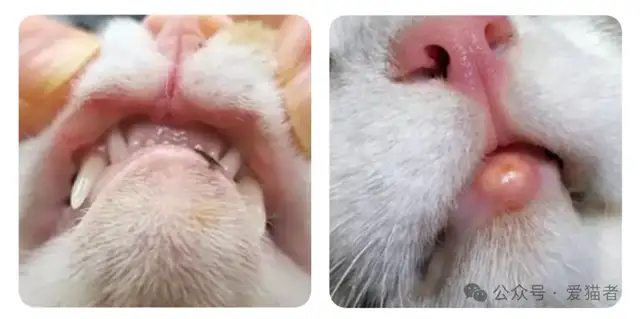 Cats have a lot of skin