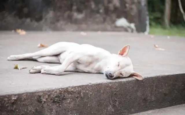 The country master adopted a field dog who never ate dog food and was fat as a pig