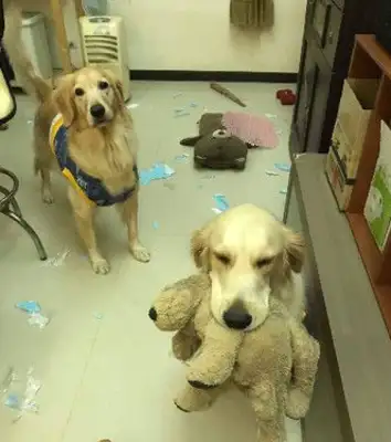 Meat-searching the little pervert! The golden hound was stripped by Wang