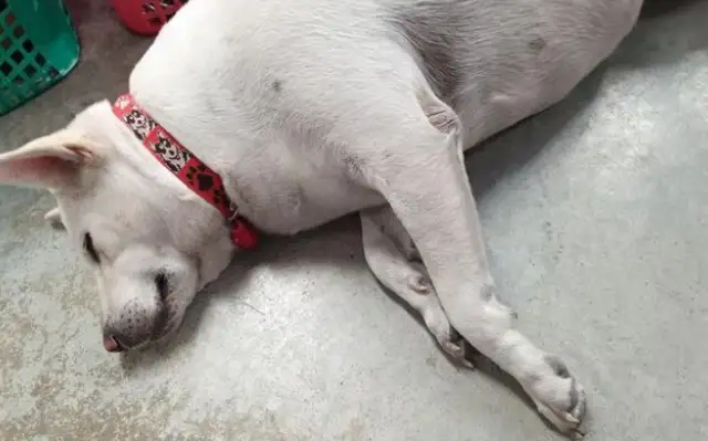 The country master adopted a field dog who never ate dog food and was fat as a pig