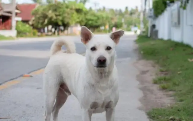 The country master adopted a field dog who never ate dog food and was fat as a pig