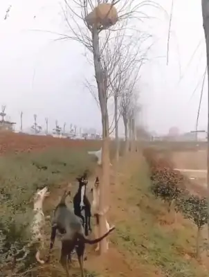 Four dogs surrounded a cat hiding in a branch. White dogs learned how to climb a tree