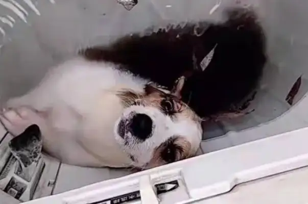 Henan's students beat dogs with washing machines, bleeding in the eyes, school and police intervention