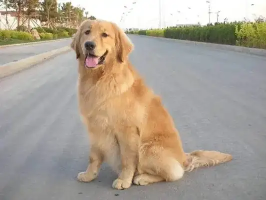 My family sold me to a dog dealer after a year of work while I was away