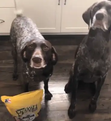 When the master took out the snack, the dog jumped up and swallowed it