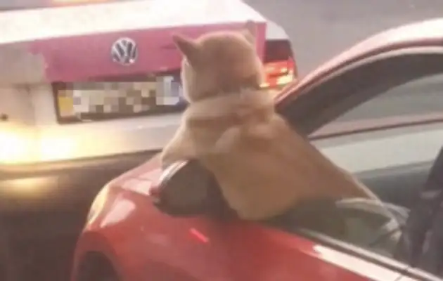 There's a traffic jam in the front. Do you think the dog's looking forward