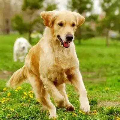 My family sold me to a dog dealer after a year of work while I was away