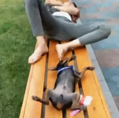 The master sleeps on the roadside bench, and the dog does the same