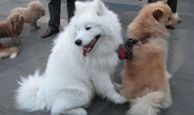 A nursing mother was bitten by an undocumented pet dog and received $8,000 for milk powder