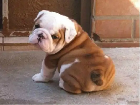 Why do dogs scratch their butts? For 30 million reasons, don't ignore it