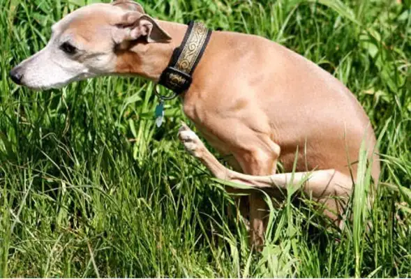 Why do dogs scratch their butts? For 30 million reasons, don't ignore it