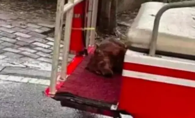 A stray dog who went to college in the middle of the rain, was killed by security guards who were afraid of hurting students